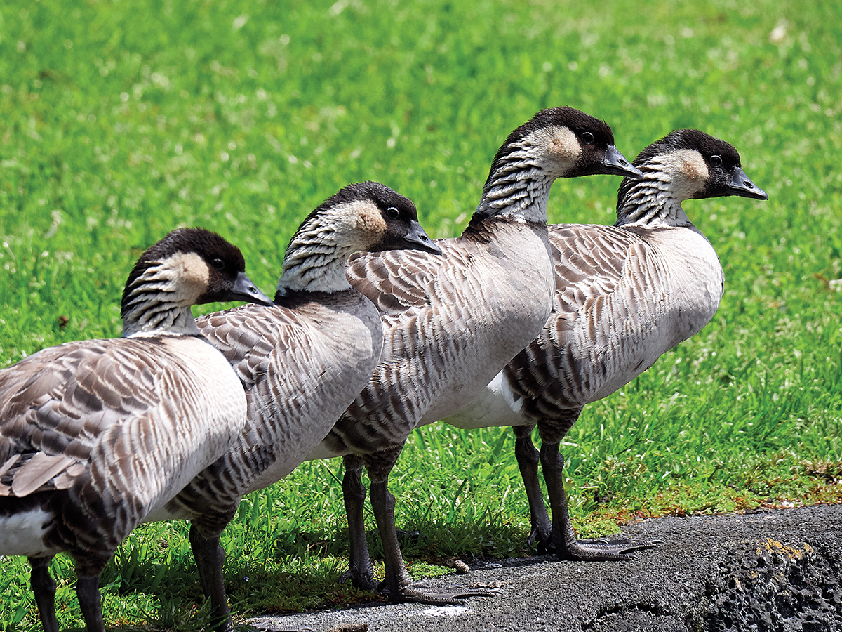 Guardians of the Nēnē Who Are Saving Hawai‘i’s Endangered Bird