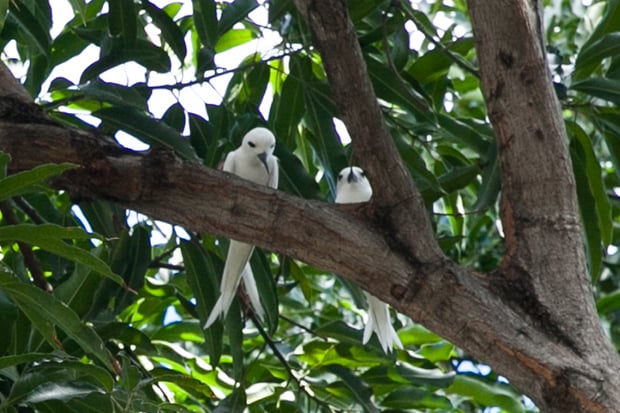 Homa Blog Terns