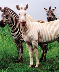 3ringzebras2