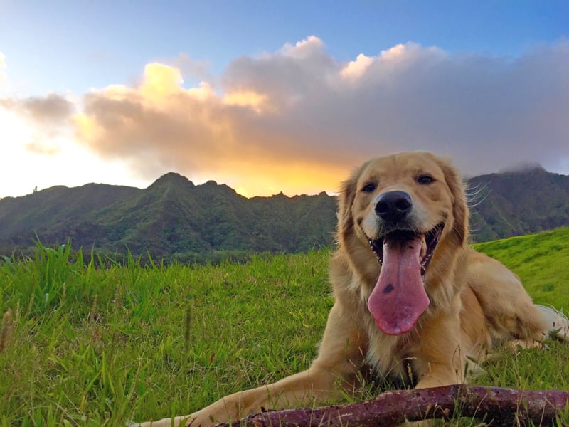 Hawaiian Humane Calendar Labrador