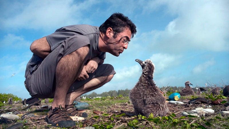 Chris Jordan With Albatross Chick