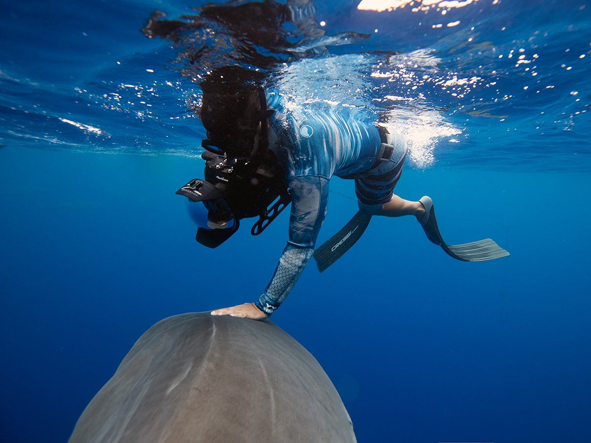 Incredible moment dolphin swims straight at surfer and almost hits him