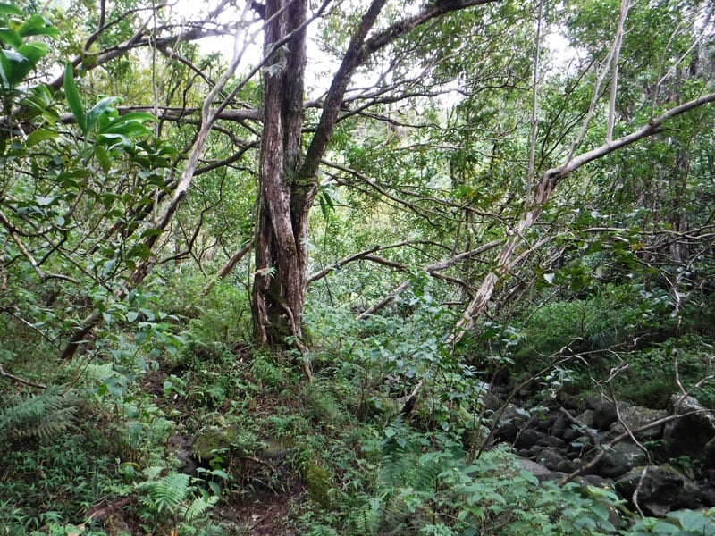 Hike Of The Month Moanalua Valley