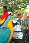 Parrotparty