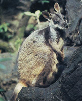 Wallaby