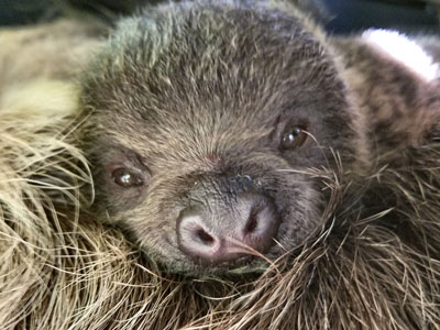 Sloth Baby Teaser