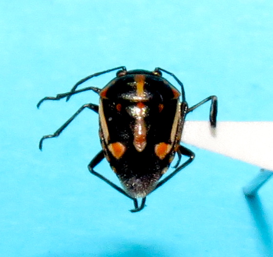 Bagradabug Adult