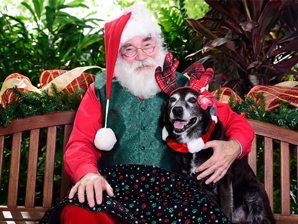Santa Paws