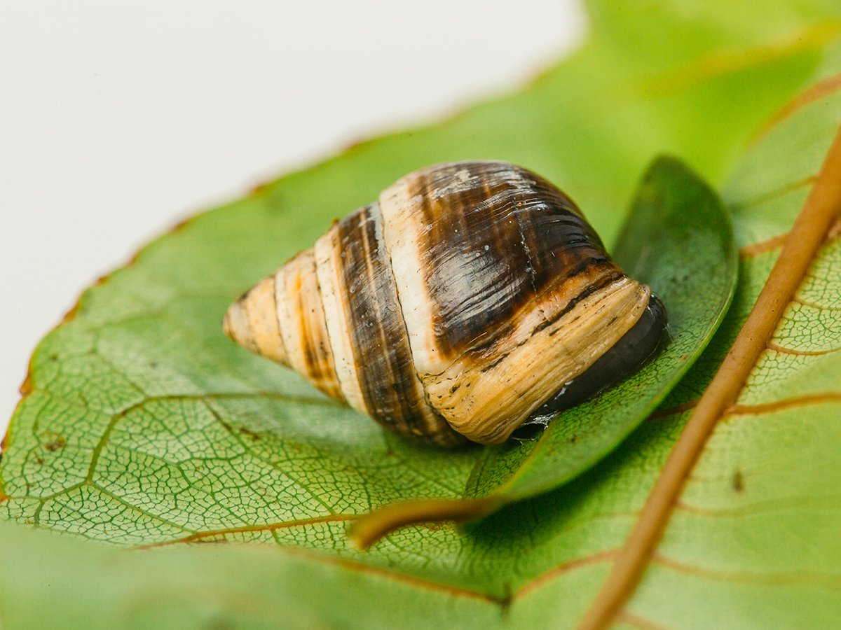 RIP, Lonesome The Last Known Hawaiian Land Snail Has Died