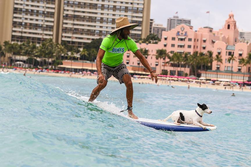 Dukes Oceanfest Surfing Pets