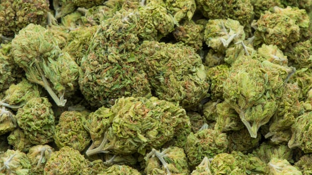 Marijuana