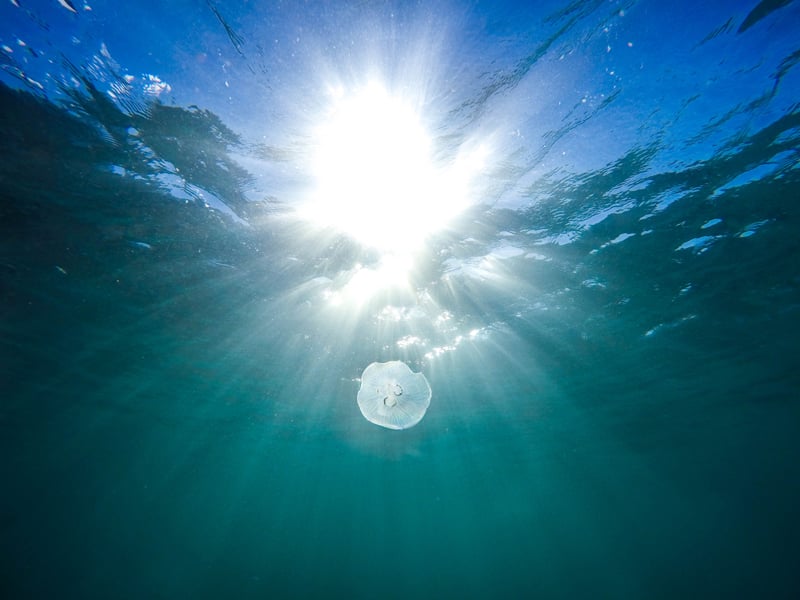 Jellyfish Ocean