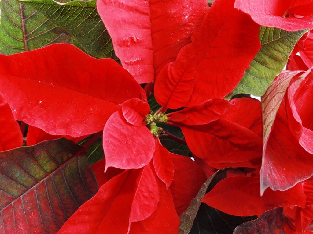 Honolulu Red Poinsettia Freepik