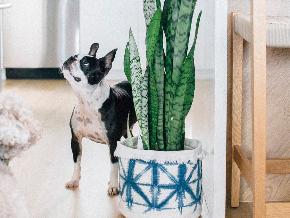 Good And Planty 7 Greenery Inspired Picks From Hawaii Boutiques Plant Sax