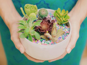 Splash Art Paikosucculentgarden