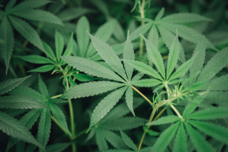 Medical Marijuana Plants