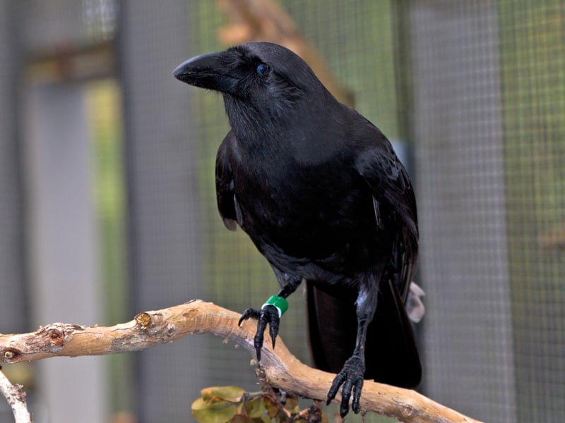 Endangered Hawaiian Crow Alala