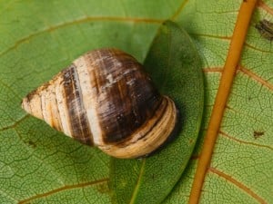 62582 Snailssnail Tale Snail 10