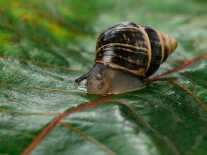 62584 Snailssnail Tale Snail 11