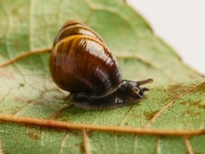 62590 Snailssnail Tale Snail 6