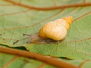 62592 Snailssnail Tale Snail 7