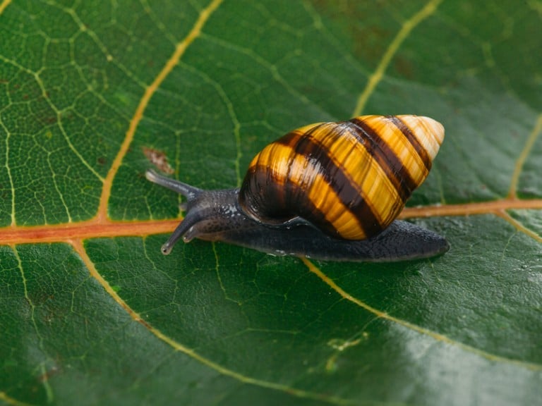 A Snail’s Tale Can Rare Hawaiian Land Snails Be Saved From Extinction?