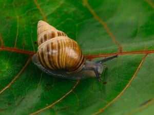 62596 Snailssnail Tale Snail 9