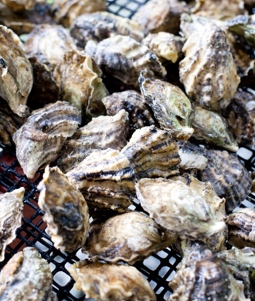 Kualoaoysters