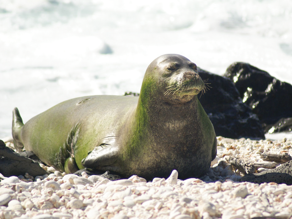 Splash Seal