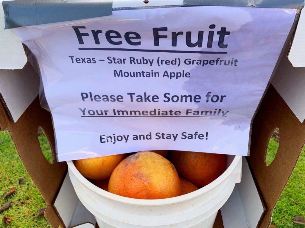 Cyo Fruit Stand Grapefuit