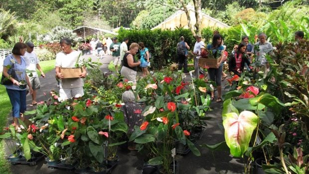 Plant Sale Crowd Anthuriums 0951 620x350