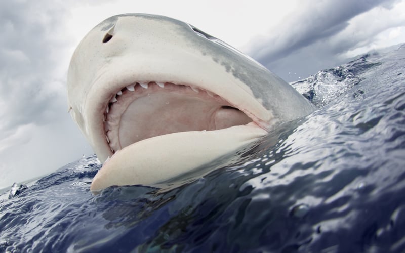 14 Sharks Want to Eat You Up in 3 Seconds / Bright Side