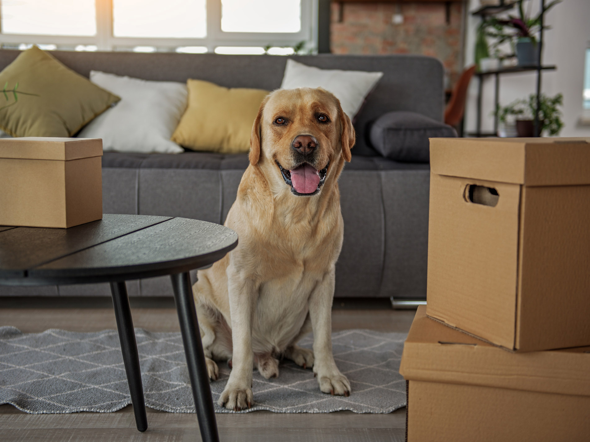 Image showcasing Got a Pet? Here Are Some of O‘ahu’s Most Pet-Friendly Condos