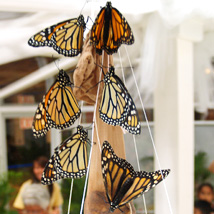 Butterflyth