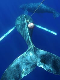 Whale1