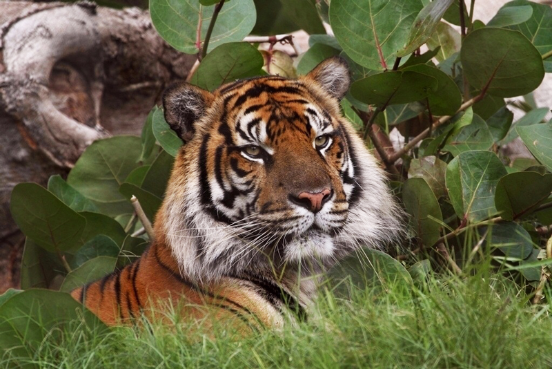 Honolulu Zoo Sumatran Tiger