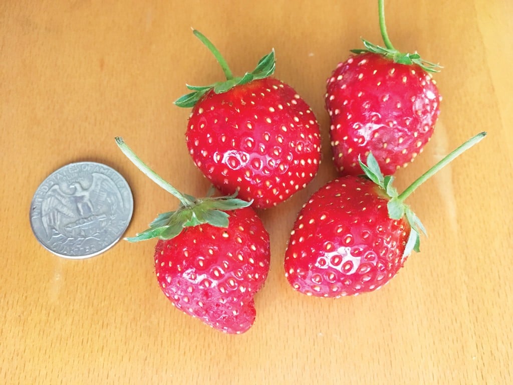 Editors Page And So It Grows Strawberries