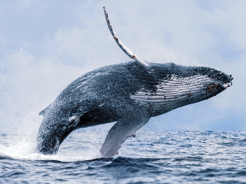 Splash Whale