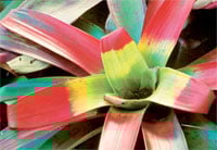 Flowerthmb
