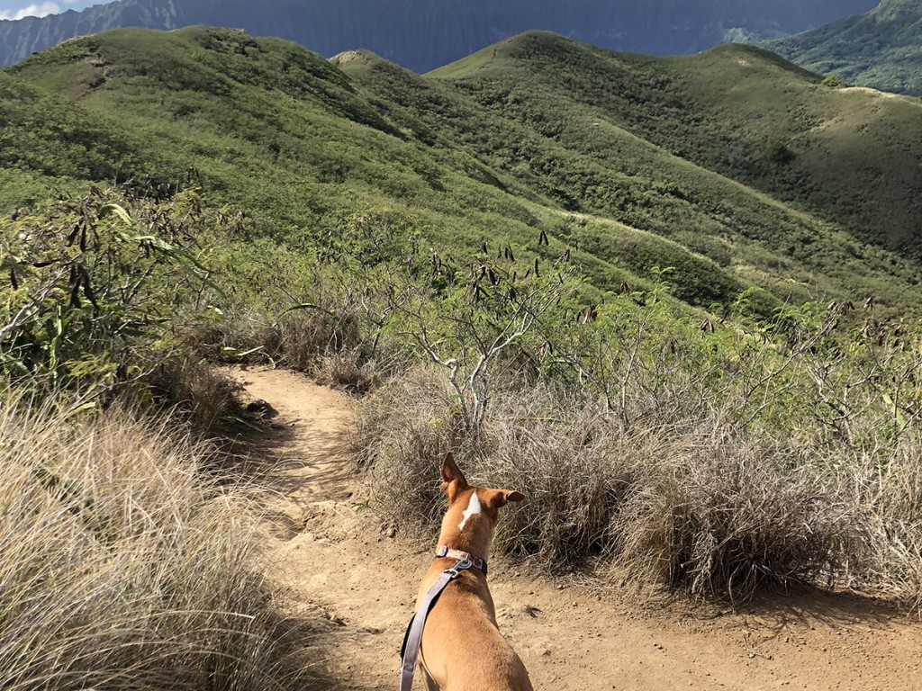Dogs Hiking In Hawaii Cover