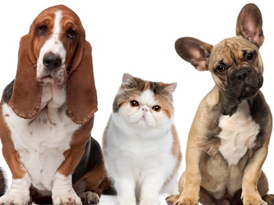 Pet Friendly Condo