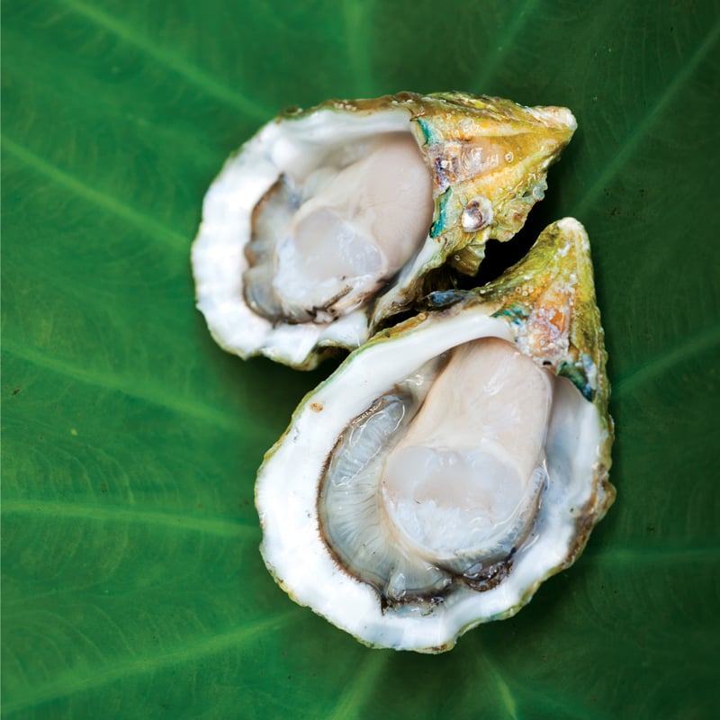 Oysters2