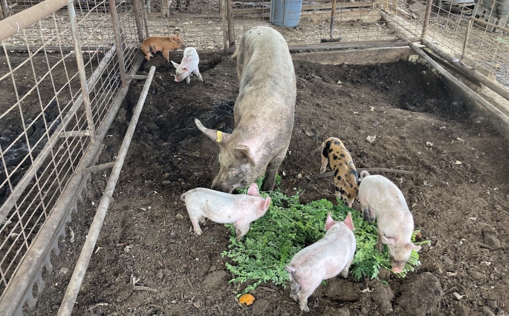 Mtnviewfarms Pigs
