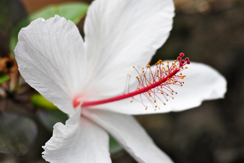 Waimea Hibiscus Courtesy Of Waimea Valley 1200