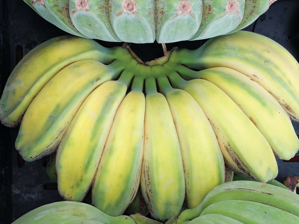 Banana Farm Hawaii Cover
