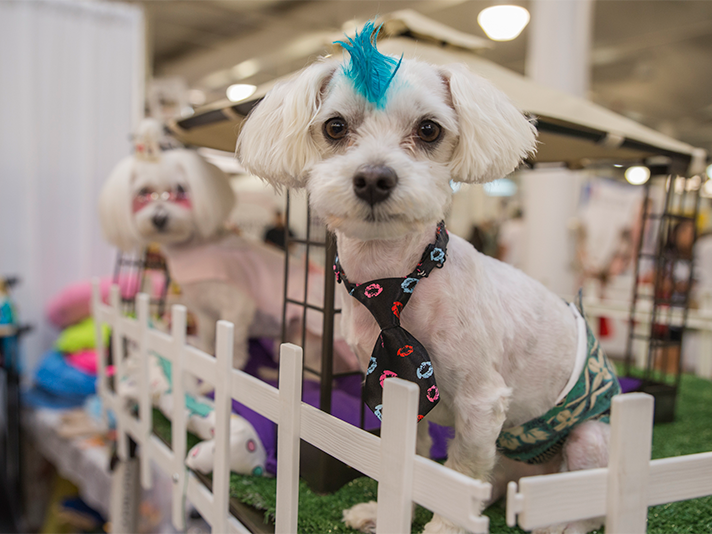 Splash Petexpo2015 Hnl Mag Kbp 7448