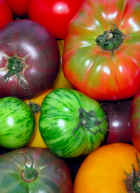 Tomatoesblog