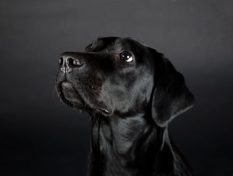 Scent Dog Detective Opener