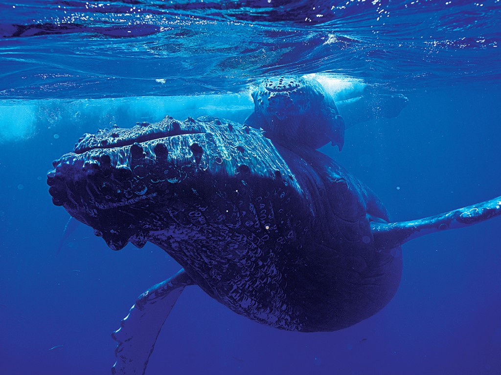 Humback Whales Hawaii Winter Season