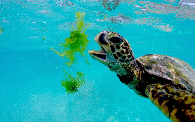 World Conservation Congress Turtle